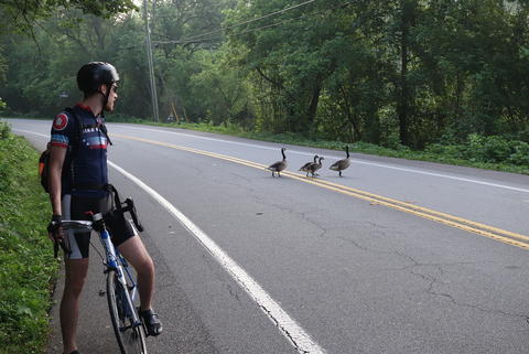 Geese crossing the road