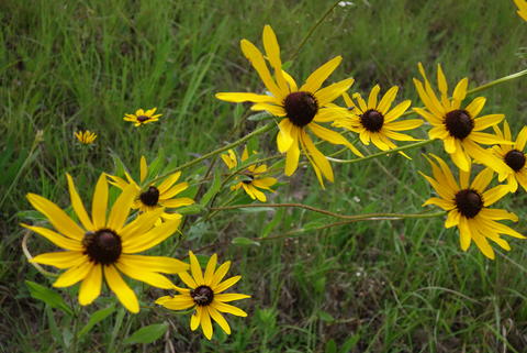 Black-eyed susans