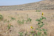 Sunflowers growing in a barren landscape